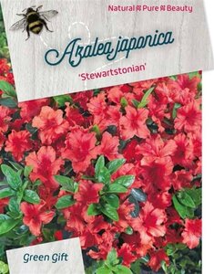 Rhododendron (AJ) 'Stewartstonian' ROOD 50-60 cm cont. 20L - afbeelding 1