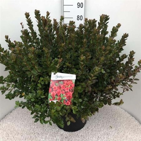 Rhododendron (AJ) 'Stewartstonian' ROOD 50-60 cm cont. 20L - afbeelding 2