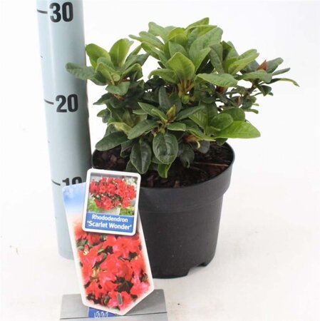 Rhododendron (F) 'Scarlet Wonder' ROOD 20-25 cm cont. 2,0L - afbeelding 3