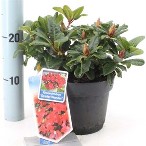 Rhododendron (F) 'Scarlet Wonder' ROOD 20-25 cm cont. 2,0L - afbeelding 4