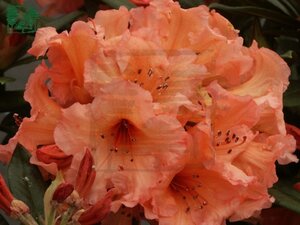 Rhododendron 'Tortoiseshell Orange' ORANJE 30-40 cm cont. 4,0L