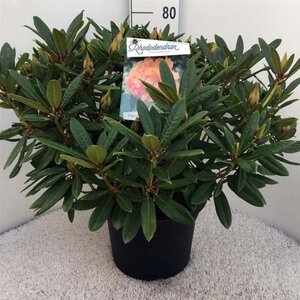 Rhododendron 'Tortoiseshell Orange' ORANJE 60-80 cm cont. 20L - afbeelding 2