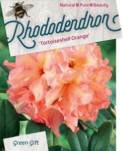 Rhododendron 'Tortoiseshell Orange' ORANJE 60-80 cm cont. 20L - afbeelding 3