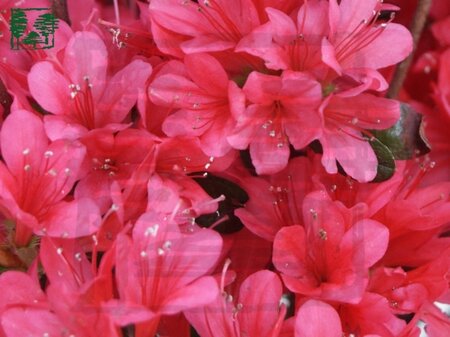 Rhododendron (AJ) 'Toreador' ROOD 20-25 cm cont. 2,0L - afbeelding 1