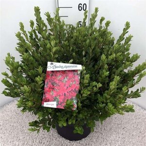 Rhododendron (AJ) 'Toreador' ROOD 40-50 cm cont. 10L - afbeelding 2