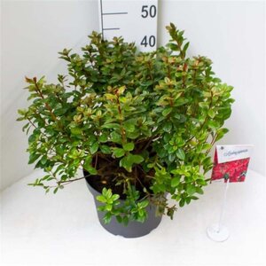 Rhododendron (AJ) 'Toreador' ROOD 40-50 cm cont. 10L - afbeelding 4