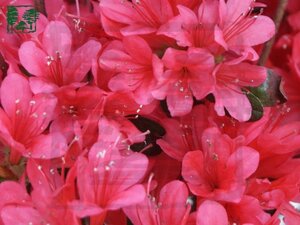 Rhododendron (AJ) 'Toreador' ROOD 40-50 cm cont. 10L - afbeelding 1