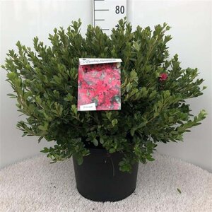 Rhododendron (AJ) 'Toreador' ROOD 50-60 cm cont. 20L - afbeelding 1