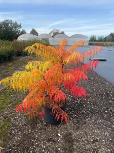 Rhus typhina Tiger Eyes 50-60 cm cont. 10L