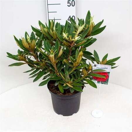 Rhododendron 'Vulcan's Flame' ROOD 30-40 cm cont. 5,0L