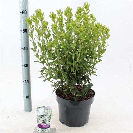 Rhododendron viscosum 30-40 cm cont. 5,0L - afbeelding 1