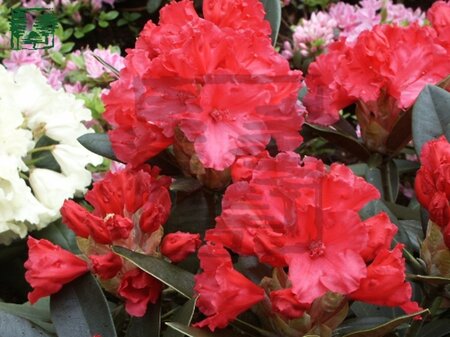 Rhododendron (Y) 'Vollblut' ORANJEROOD 25-30 cm cont. 3,0L