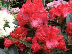 Rhododendron (Y) 'Vollblut' ORANJEROOD 25-30 cm cont. 3,0L