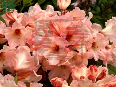 Rhododendron 'Virginia Richards' ORANJEROZE 30-40 cm cont. 5,0L - afbeelding 1