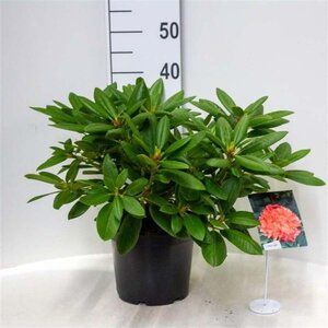 Rhododendron 'Virginia Richards' ORANJEROZE 30-40 cm cont. 5,0L - afbeelding 2