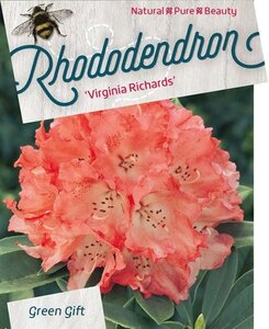 Rhododendron 'Virginia Richards' ORANJEROZE 60-80 cm cont. 20L - afbeelding 2