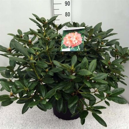 Rhododendron 'Virginia Richards' ORANJEROZE 60-80 cm cont. 20L - afbeelding 3