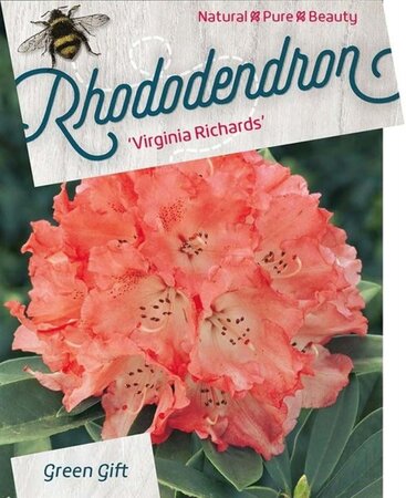 Rhododendron 'Virginia Richards' ORANJEROZE 60-80 cm cont. 40L