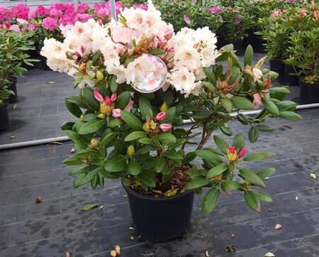 Rhododendron 'Virginia Richards' ORANJEROZE 80-100 cm cont. 25L - afbeelding 1