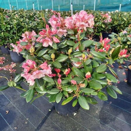 Rhododendron 'Virginia Richards' ORANJEROZE 80-100 cm cont. 25L - afbeelding 2