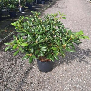 Rhododendron 'Virginia Richards' ORANJEROZE 80-100 cm cont. 25L - afbeelding 3