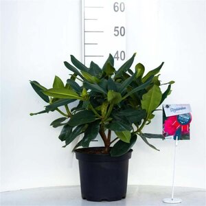 Rhododendron Walküre 30-40 cm cont. 5,0L