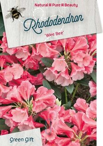 Rhododendron 'Wee Bee' dwerg ROZE 30-40 cm cont. 10L