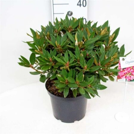 Rhododendron 'Winsome' dwerg ROZE 30-40 cm cont. 5,0L - afbeelding 2