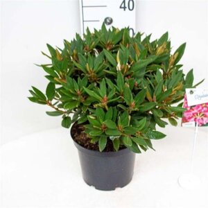 Rhododendron 'Winsome' dwerg ROZE 30-40 cm cont. 5,0L - afbeelding 2