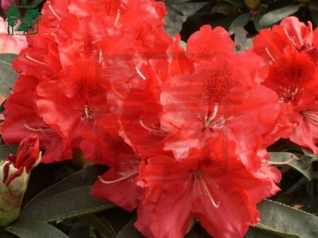 Rhododendron 'Wilgen's Ruby' ROOD 30-40 cm cont. 5,0L - afbeelding 1