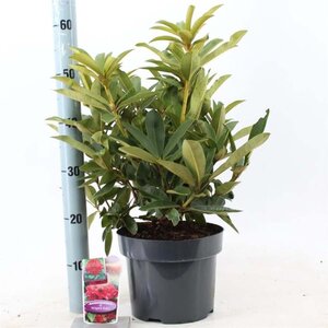 Rhododendron 'Wilgen's Ruby' ROOD 30-40 cm cont. 5,0L - afbeelding 4