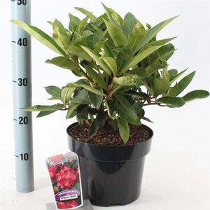 Rhododendron 'Wilgen's Ruby' ROOD 30-40 cm cont. 5,0L - afbeelding 5