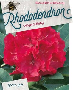 Rhododendron 'Wilgen's Ruby' ROOD 40-50 cm cont. 10L - afbeelding 1