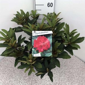 Rhododendron 'Wilgen's Ruby' ROOD 40-50 cm cont. 10L - afbeelding 2