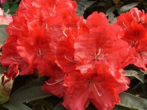 Rhododendron 'Wilgen's Ruby' ROOD 40-50 cm cont. 5,0L - afbeelding 1