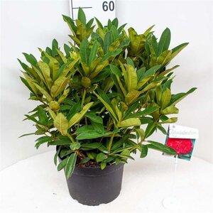 Rhododendron 'Wilgen's Ruby' ROOD 50-60 cm cont. 10L - afbeelding 4