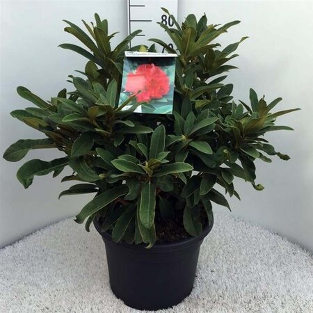 Rhododendron 'Wilgen's Ruby' ROOD 60-80 cm cont. 20L - afbeelding 2