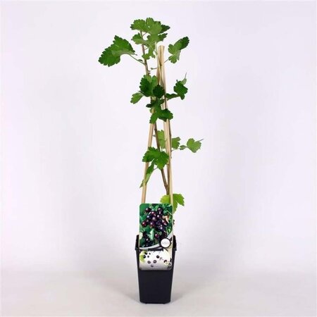 Ribes Jostaberry 70 cm vierkant 2L