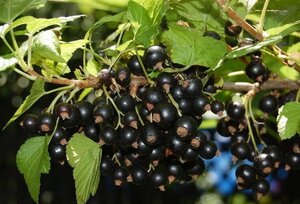 Ribes nigrum geen maat specificatie cont. 3,0L - afbeelding 1