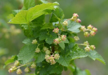 Ribes nigrum geen maat specificatie cont. 3,0L - afbeelding 2