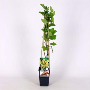 Ribes rub. 'Witte Hollander' WIT 70 cm vierkant 2L