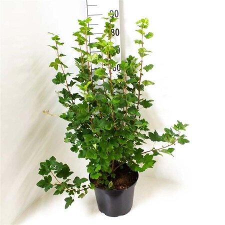 Ribes sang. 'King Edward VII' 50-60 cm cont. 10L