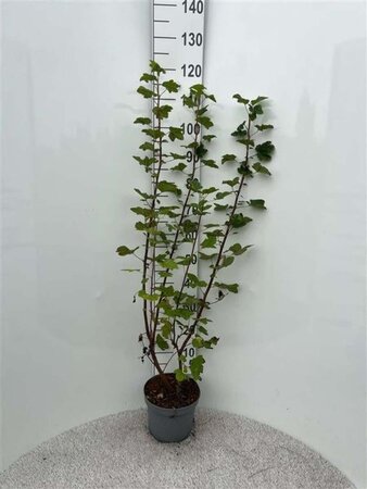 Ribes sang. 'King Edward VII' 80-100 cm cont. 5,0L