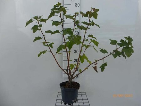 Ribes sang. 'Pulborough Scarlet' 80-100 cm cont. 4,0L - afbeelding 2