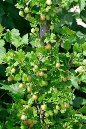 Ribes u.-c. 'Captivator' (doornloos) geen maat specificatie cont. 3,0L struik - afbeelding 1