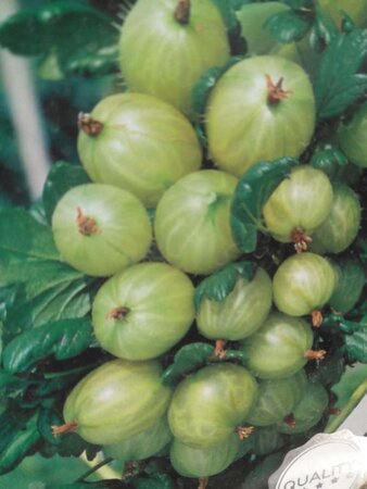 Ribes u.-c. Hinnonmäki Grön 70 cm vierkant 2L - afbeelding 1