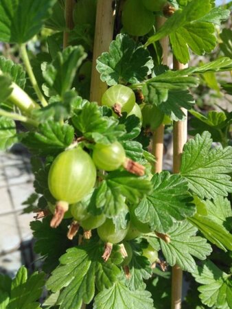 Ribes u.-c. Hinnonmäki Grön 70 cm vierkant 2L - afbeelding 2