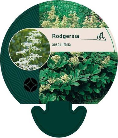 Rodgersia aesculifolia geen maat specificatie 0,55L/P9cm - afbeelding 5