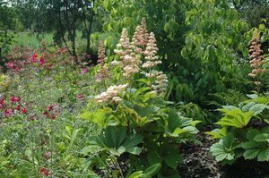 Rodgersia aesculifolia geen maat specificatie 0,55L/P9cm - afbeelding 3