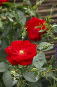 Rosa (H) Cayenne wortelgoed A kwaliteit - afbeelding 2